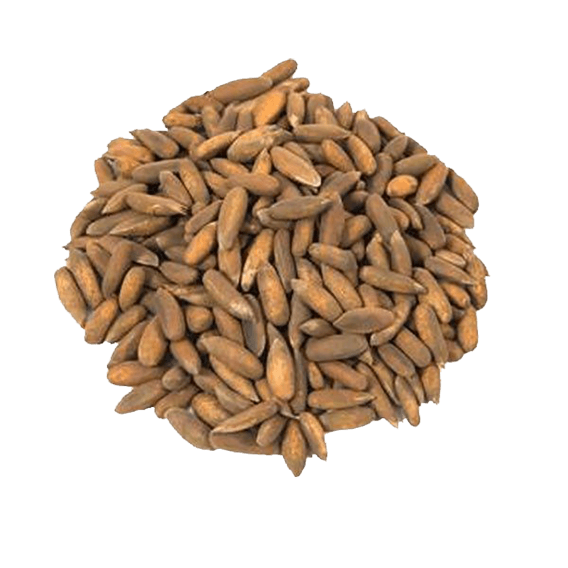 KAIF PINE NUTS (-2) 7 KG